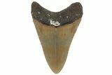 Fossil Megalodon Tooth - North Carolina #219365-1